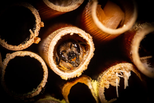 Solitary Bee Pollinator Box Rental & Service