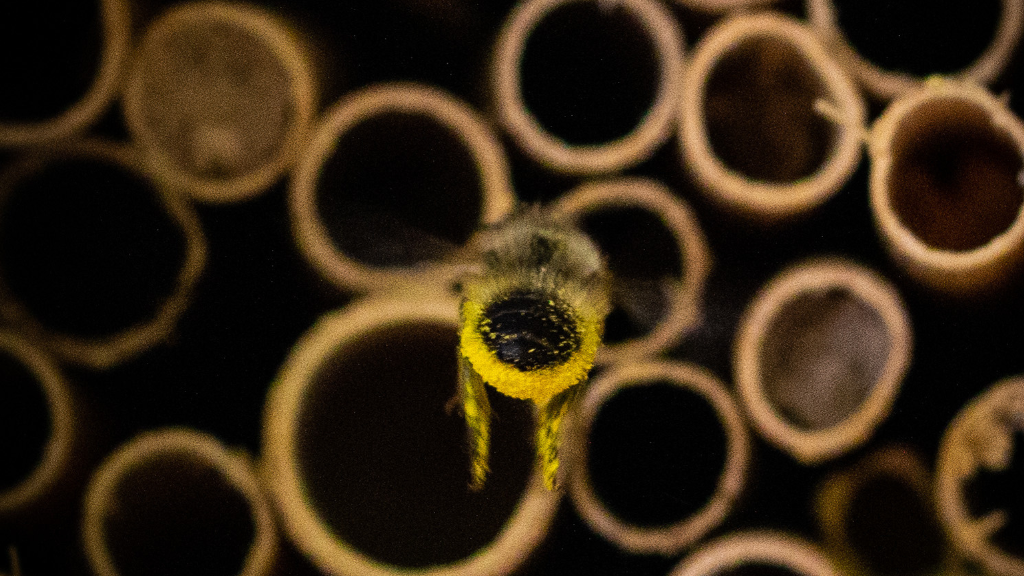 Pollinator Boxes