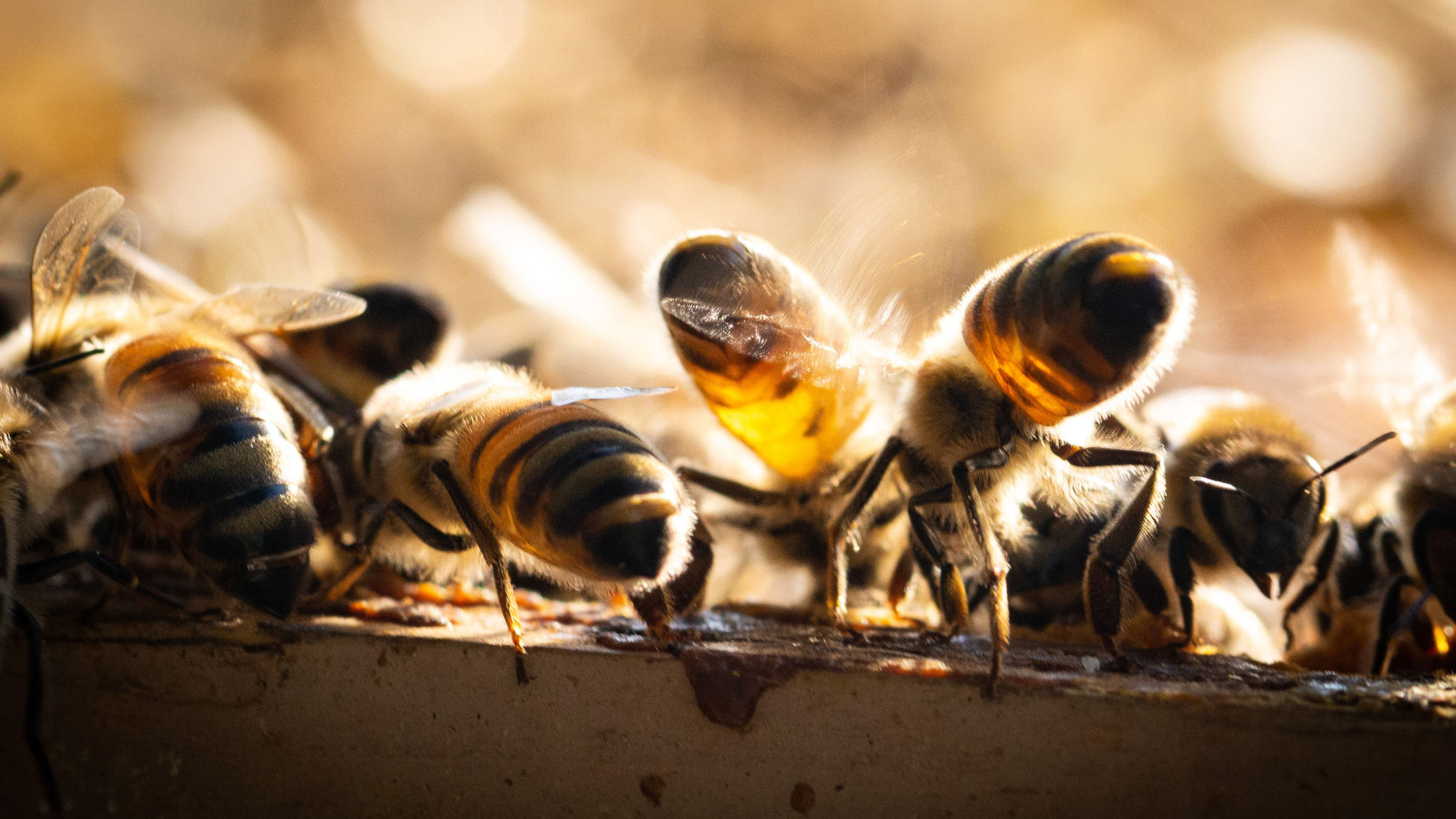 Raw Honey