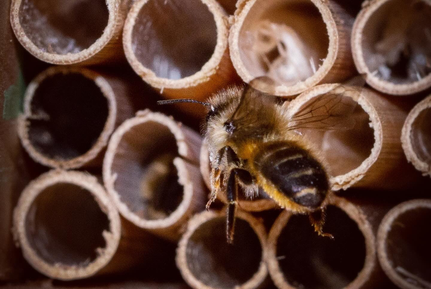 Solitary Bee Pollinator Box Rental & Service