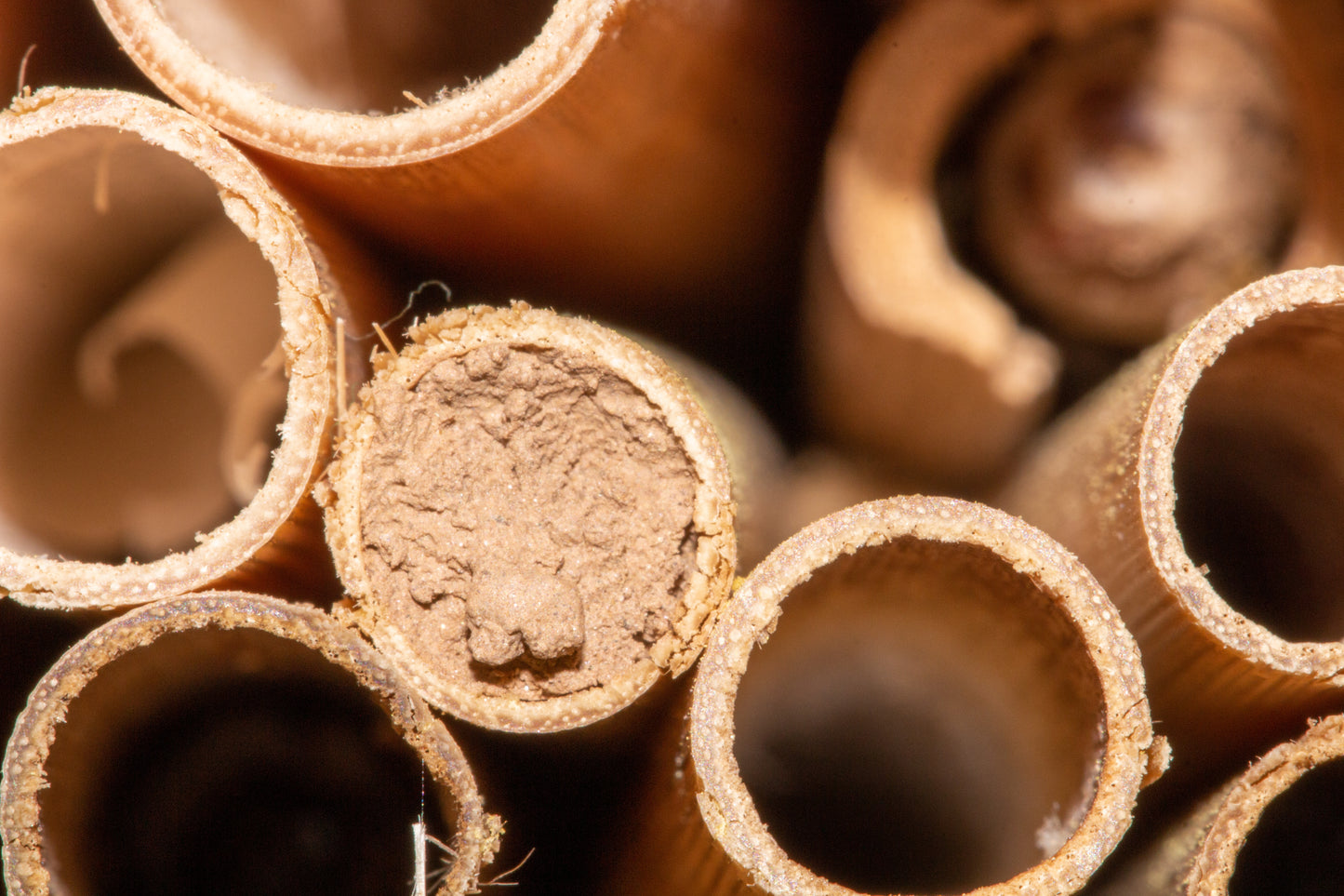 Solitary Bee Pollinator Box Rental & Service