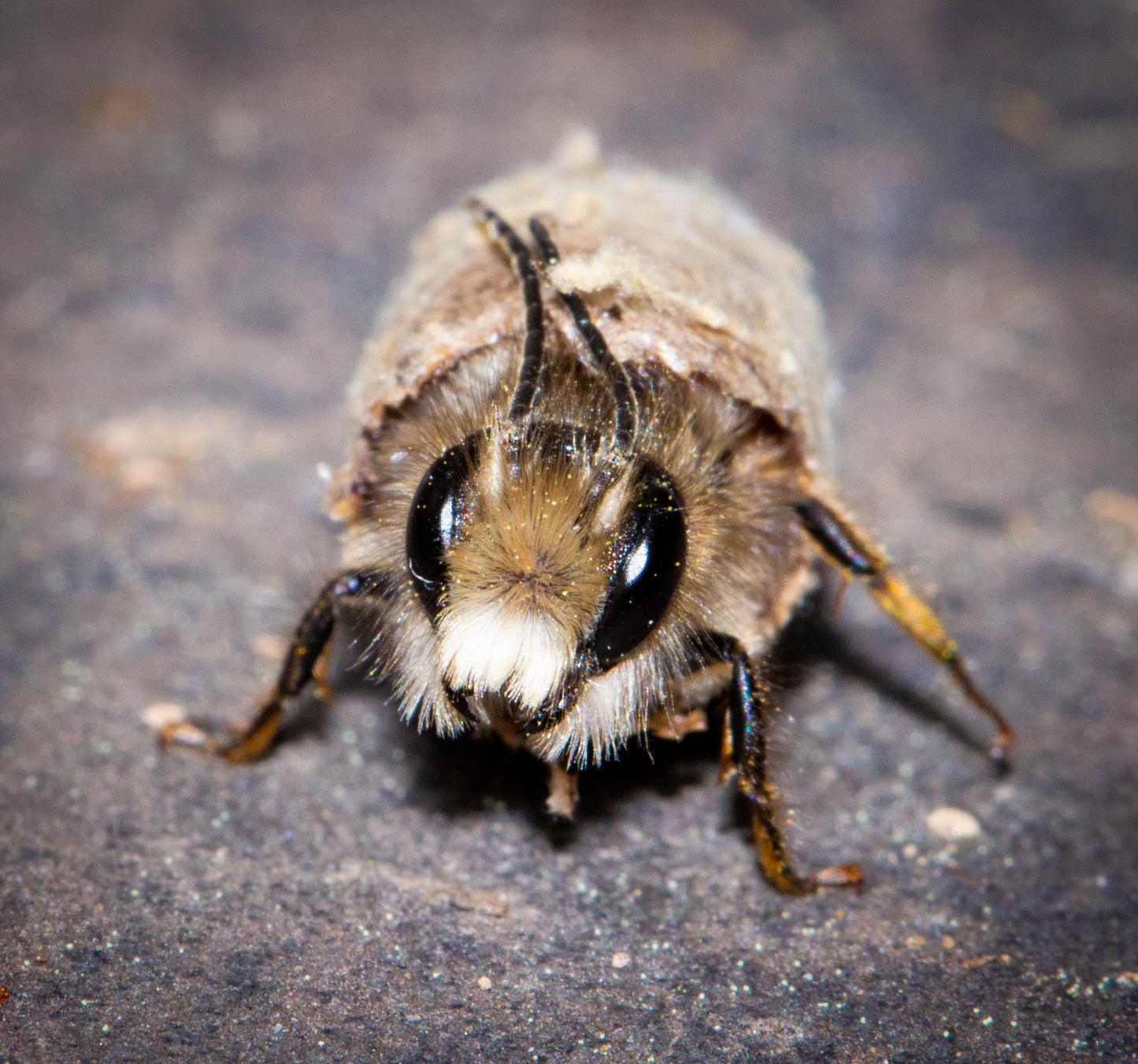 Solitary Bee Pollinator Box Rental & Service